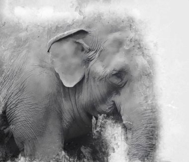 Fil sanatı illüstrasyonu eski moda.