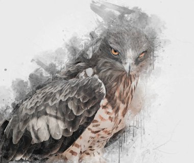 Falcon, arka plan illüstrasyonuna el çizimi ve boya rengi, şahin klasik retro