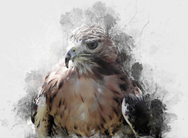 Falcon, arka plan illüstrasyonuna el çizimi ve boya rengi, şahin klasik retro