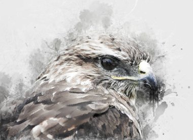 Falcon, arka plan illüstrasyonuna el çizimi ve boya rengi, şahin klasik retro