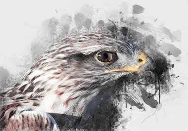 Falcon, arka plan illüstrasyonuna el çizimi ve boya rengi, şahin klasik retro