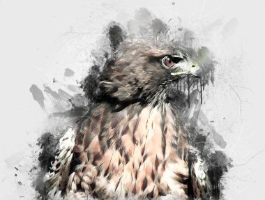 Falcon, arka plan illüstrasyonuna el çizimi ve boya rengi, şahin klasik retro