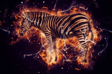 Zebra 'nın çizimi, Afrika memelilerinin çizimi.