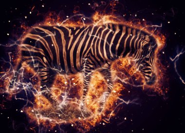 Zebra 'nın çizimi, Afrika memelilerinin çizimi.