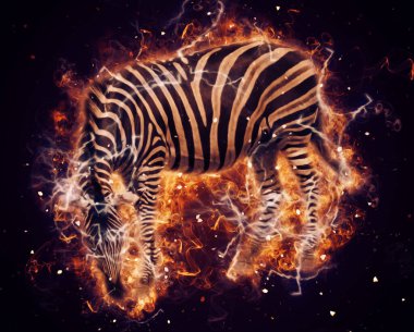 Zebra 'nın çizimi, Afrika memelilerinin çizimi.