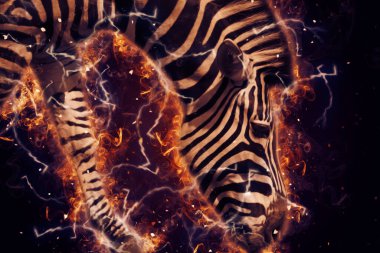 Zebra 'nın çizimi, Afrika memelilerinin çizimi.