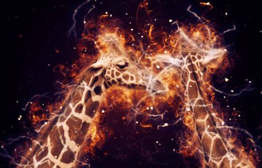 Zürafanın resim çizimi