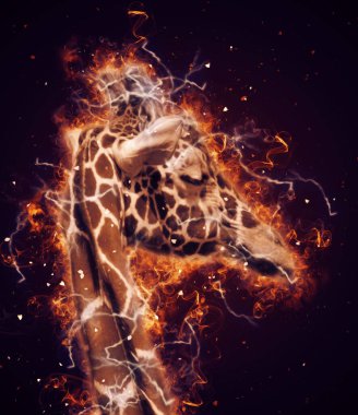 Zürafanın resim çizimi