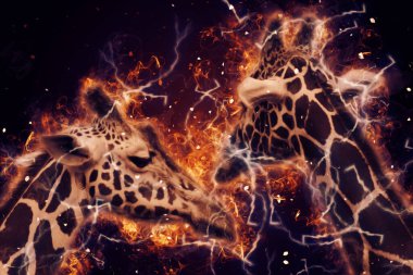 Zürafanın resim çizimi