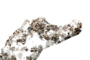 Timsah çizimi - sürüngen el çizimi, sanat çizimi