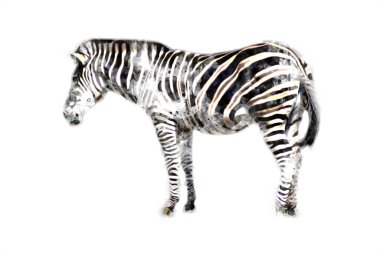 Zebra 'nın çizimi, Afrika memelilerinin çizimi.