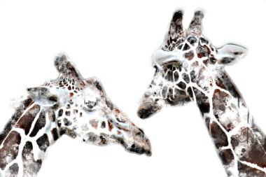 Zürafanın resim çizimi