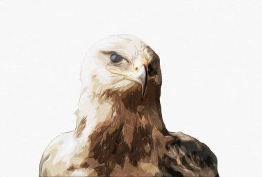 Kel kartal el çizimi ve beyaz arkaplan çizimi üzerine çullanır