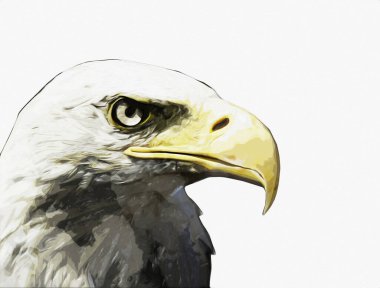 Kel kartal el çizimi ve beyaz arkaplan çizimi üzerine çullanır