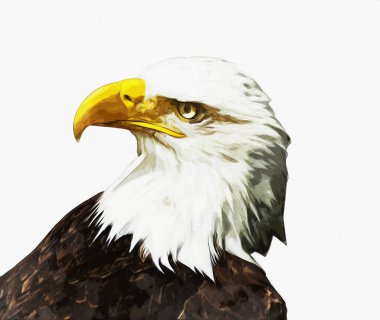 Kel kartal el çizimi ve beyaz arkaplan çizimi üzerine çullanır