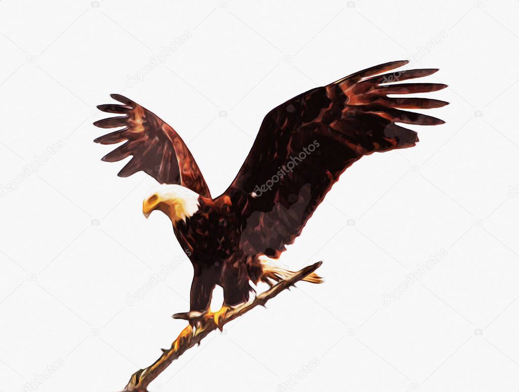 Bald eagle swoop landing hand draw and paint on white background illustration