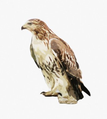 Falcon, arka plan illüstrasyonuna el çizimi ve boya rengi, şahin klasik retro