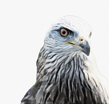 Falcon, arka plan illüstrasyonuna el çizimi ve boya rengi, şahin klasik retro