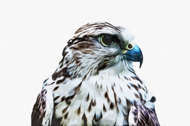 Falcon, arka plan illüstrasyonuna el çizimi ve boya rengi, şahin klasik retro