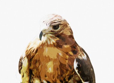 Falcon, arka plan illüstrasyonuna el çizimi ve boya rengi, şahin klasik retro