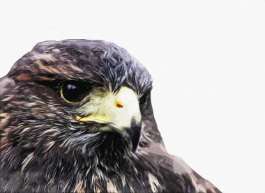 Falcon, arka plan illüstrasyonuna el çizimi ve boya rengi, şahin klasik retro