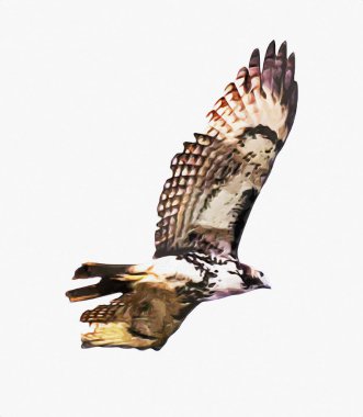 Falcon, arka plan illüstrasyonuna el çizimi ve boya rengi, şahin klasik retro