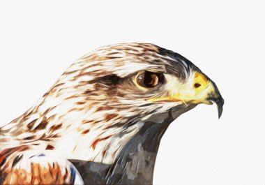 Falcon, arka plan illüstrasyonuna el çizimi ve boya rengi, şahin klasik retro