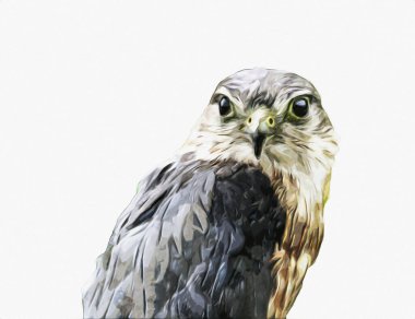 Falcon, arka plan illüstrasyonuna el çizimi ve boya rengi, şahin klasik retro