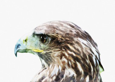 Falcon, arka plan illüstrasyonuna el çizimi ve boya rengi, şahin klasik retro