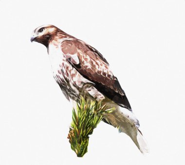 Falcon, arka plan illüstrasyonuna el çizimi ve boya rengi, şahin klasik retro