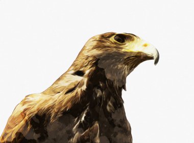 Falcon, arka plan illüstrasyonuna el çizimi ve boya rengi, şahin klasik retro