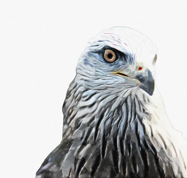 Falcon, arka plan illüstrasyonuna el çizimi ve boya rengi, şahin klasik retro