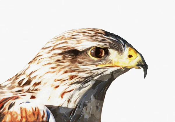 Falcon, arka plan illüstrasyonuna el çizimi ve boya rengi, şahin klasik retro