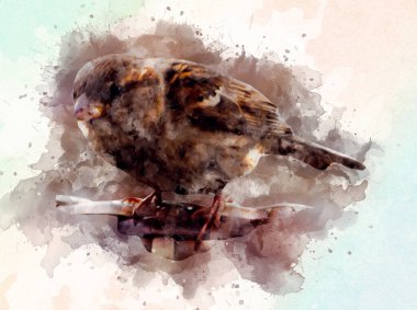 Serçe kuşu klasik illüstrasyon sanatı eskiz çiziyor antika eski