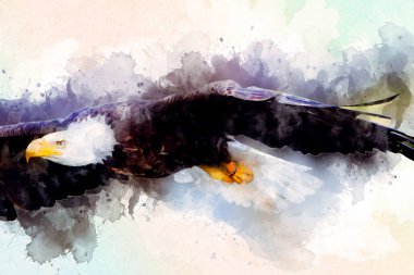 Kel kartal el çizimi ve beyaz arkaplan çizimi üzerine çullanır