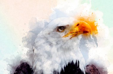 Kel kartal el çizimi ve beyaz arkaplan çizimi üzerine çullanır