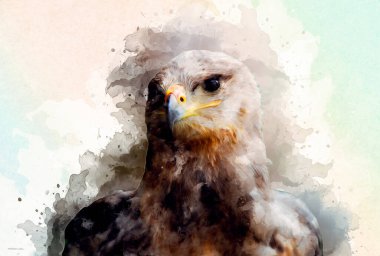 Kel kartal el çizimi ve beyaz arkaplan çizimi üzerine çullanır