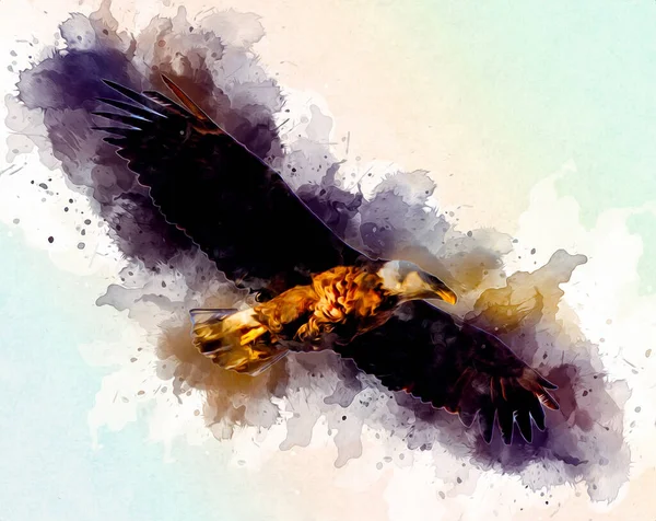 Bald Eagle Swoop Landing Hand Draw Paint White Background Illustration — Stock Photo, Image