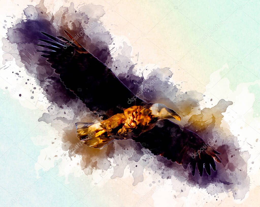 Bald eagle swoop landing hand draw and paint on white background illustration