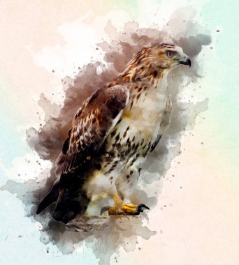 Falcon, arka plan illüstrasyonuna el çizimi ve boya rengi, şahin klasik retro