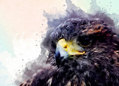 Falcon, arka plan illüstrasyonuna el çizimi ve boya rengi, şahin klasik retro