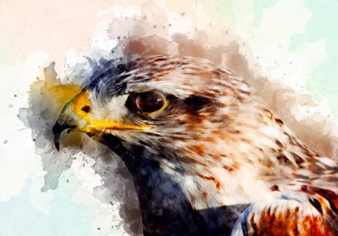 Falcon, arka plan illüstrasyonuna el çizimi ve boya rengi, şahin klasik retro