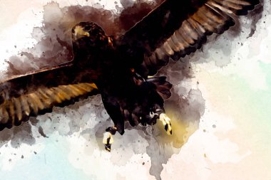 Falcon, arka plan illüstrasyonuna el çizimi ve boya rengi, şahin klasik retro