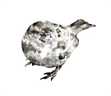 Serçe kuşu klasik illüstrasyon sanatı eskiz çiziyor antika eski