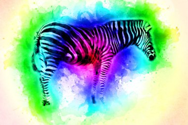 Zebra 'nın çizimi, Afrika memelilerinin çizimi.