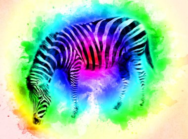 Zebra 'nın çizimi, Afrika memelilerinin çizimi.