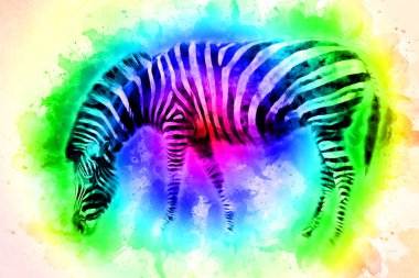 Zebra 'nın çizimi, Afrika memelilerinin çizimi.