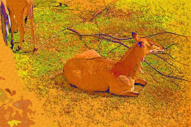 Doğal Park 'ta yatan Erkek Su Kombosu' nun Portresi