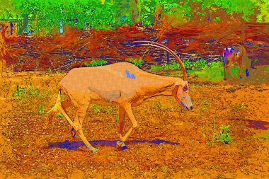 Doğal Park 'ta yatan Erkek Su Kombosu' nun Portresi