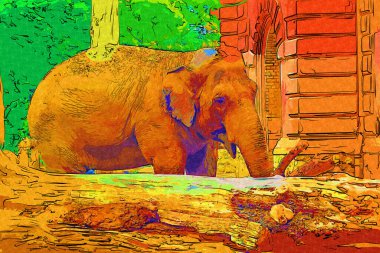 Fil fotoğrafçılığı hayvanat bahçesi klasik ormanı.